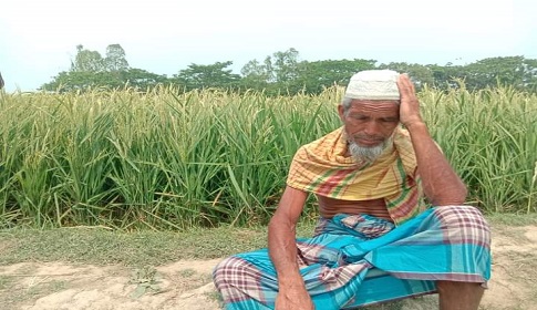 ত্রিশালে হিট ইনজুরিতে কপাল পুড়েছে দুই সহস্রাধিক কৃষকের