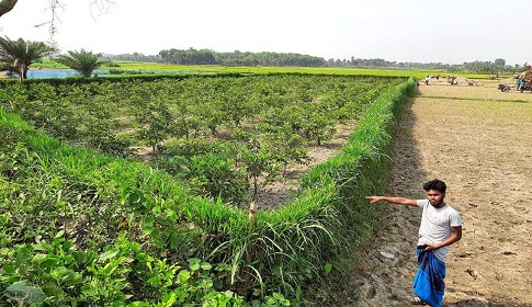 ক্ষেতের আইলে ঘাসের বেড়া