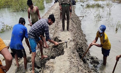 প্যারাবন কেটে চিংড়ি ঘের, বন বিভাগের অভিযানে দখলমুক্ত