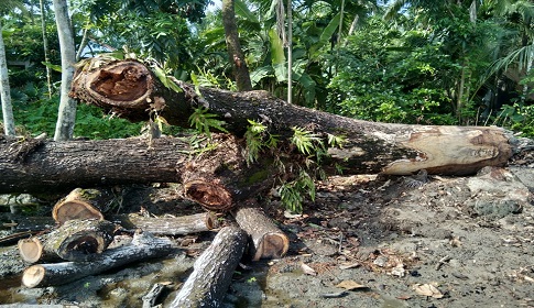 বাগেরহাটে লকডাউনের মধ্যে স্কুলের গাছ কেটে আত্মসাত চেষ্টা প্রধান শিক্ষকের