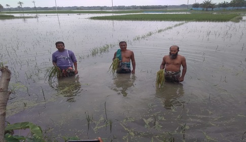 কলারোয়ায় পানিতে তলিয়ে গেছে আড়াই হাজার বিঘা আমন ক্ষেত