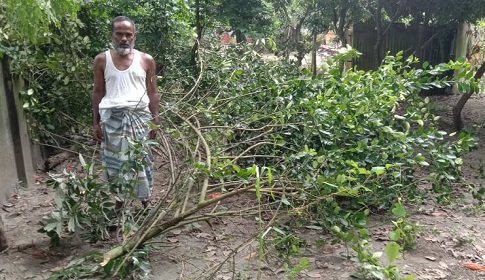 কুলিয়ারচরে চাচার বাগান কেটে ফেলার অভিযোগ ভাতিজিদের বিরুদ্ধে