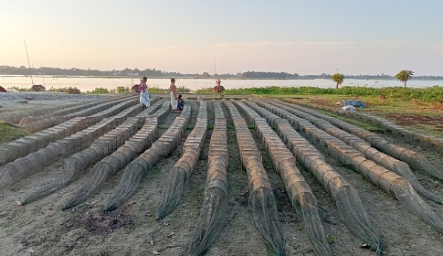 কুলিয়ারচরের সর্বত্র ম্যাজিক জালের ছড়াছড়ি, দেশীয় মাছ বিলুপ্তির আশঙ্কা