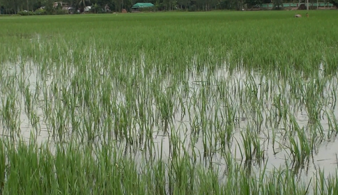 সিরাজগঞ্জে বন্যার পানিতে নিমজ্জিত ৯ হাজার হেক্টর জমির ফসল
