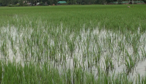 সিরাজগঞ্জে বন্যার পানিতে নিমজ্জিত ৯ হাজার হেক্টর জমির ফসল