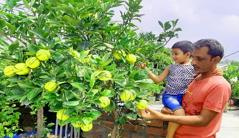 লিটনের ছাদ বাগানে ৩০ ধরনের ফল