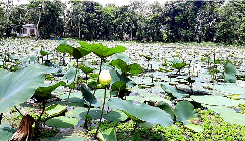 জৌলুস হারাচ্ছে বরিশালের শতবর্ষী পদ্ম পুকুর