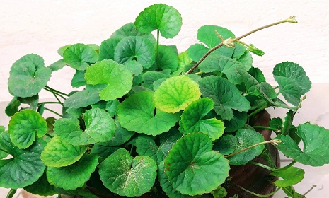 এক পাতায় ১৫ রোগের সমাধান