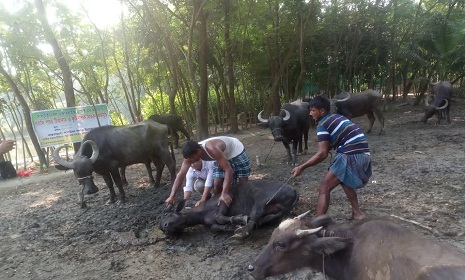 সুবর্ণচরে মহিষের টিকা ও কৃমিনাশক বিতরণ ক্যাম্প