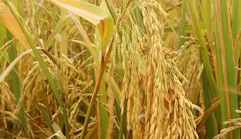 ‘ফাতেমা’ ধানে বিঘায় ফলন ৫০ মণ!