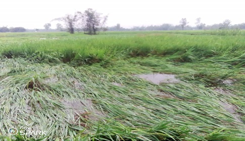 ঠাকুরগাঁওয়ে অসময়ের ঝড়-বৃষ্টিতে মাটিতে মিশে গেছে কৃষকের স্বপ্ন