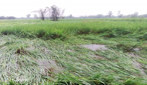 ঠাকুরগাঁওয়ে অসময়ের ঝড়-বৃষ্টিতে মাটিতে মিশে গেছে কৃষকের স্বপ্ন 