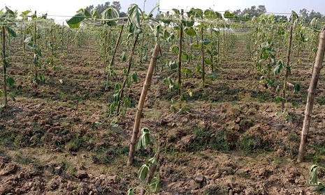 হালুয়াঘাটে লাউ গাছের সাথে শত্রুতা