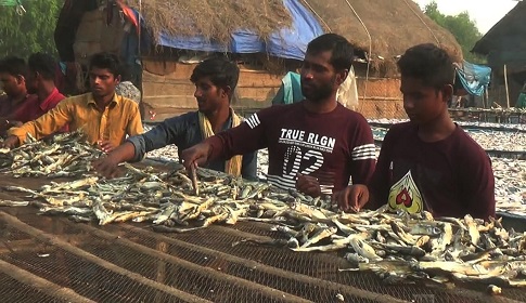 ঘূর্ণিঝড় জাওয়াদের প্রভাবে সুন্দরবনের দুবলায় দুই কোটি টাকার শুঁটকি নষ্ট