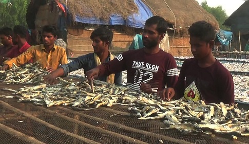 ঘূর্ণিঝড় জাওয়াদের প্রভাবে সুন্দরবনের দুবলায় দুই কোটি টাকার শুঁটকি নষ্ট