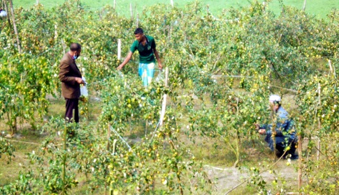 মধুখালীতে আপেল কুল চাষে ভাগ্যবদল কলেজ শিক্ষার্থী জসীমের