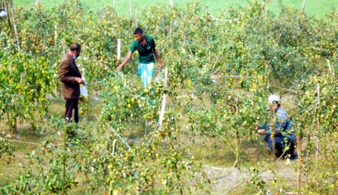 মধুখালীতে আপেল কুল চাষে ভাগ্যবদল কলেজ শিক্ষার্থী জসীমের