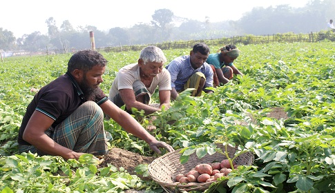 আলুর বাম্পার ফলনেও কৃষকের মুখে হাসি নেই