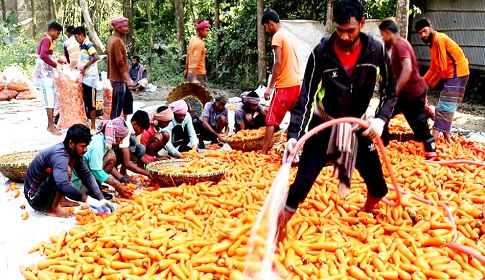 ঈশ্বরদীতে গাজরের বাম্পার ফলনে কৃষকের মুখে হাসি