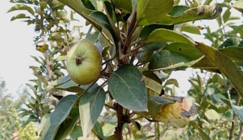কমলা মাল্টার পর এবার আপেল চাষ ঠাকুরগাঁওয়ে
