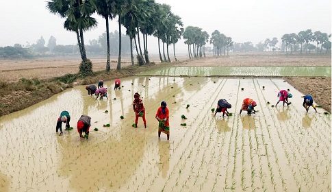 নওগাঁর মাঠে মাঠে বোরা চাষের ধুম