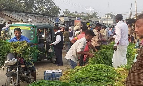 রাণীশংকৈলে গমের কাঁচা গাছ কেটে বিক্রি, উৎপাদন ব্যাহতের শঙ্কা!