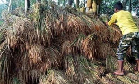 গাইবান্ধায় কৃষকরা ঘরে তুলবেন ৭ লক্ষাধিক মে.টন বোরো ধান