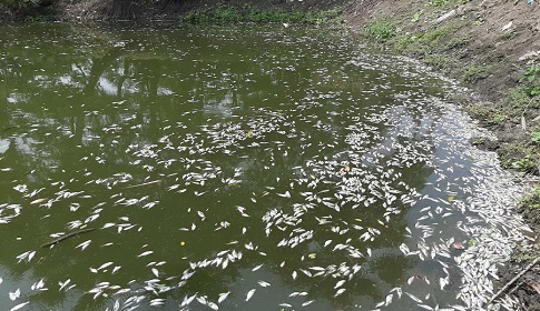 সাতক্ষীরার আড়ুয়াখালিতে মনিরুল মেম্বারের পুকুরে বিষ দিয়ে মাছ নিধন