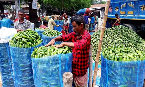 আবহাওয়া অনুকূলে থাকায় গোবিন্দগঞ্জে পটলের বাম্পার ফলন