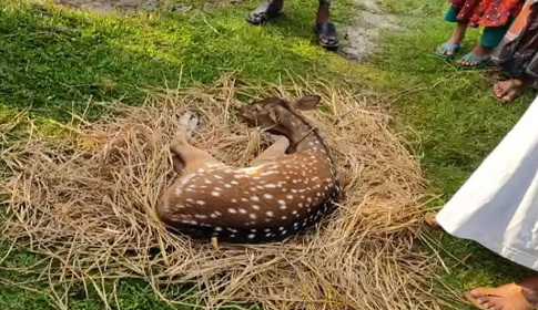 শরণখোলার লোকালয়ে চিত্রল হরিণ ও অজগর, সুন্দরবনে অবমুক্ত