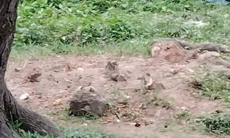 সোনারগাঁয়ে বিনা অনুমতিতে স্কুলের গাছ কেটে নেয়ার অভিযোগ