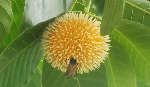আষাঢ়ের কদম ফুটেছে জৈষ্ঠ্যে!