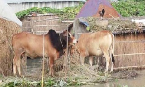 সিলেটে বন্যায় গবাদিপশুর ব্যাপক ক্ষয় ক্ষতি