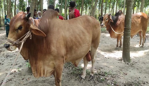 শৈলকুপায় কোরবানির জন্য প্রস্তুত ৩৬ হাজার গবাদি পশু 