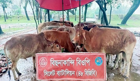 ঈদকে টার্গেট করে সিলেটের সীমান্তগুলোতে প্রতিদিন আসছে ভারতীয় গরু