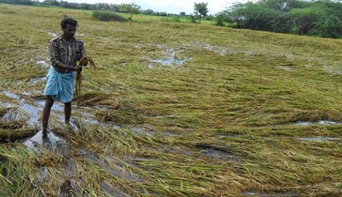 সিলেটে বন্যায় ৬০০ কোটি টাকার ফসলের ক্ষতি