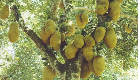 কাঁঠাল