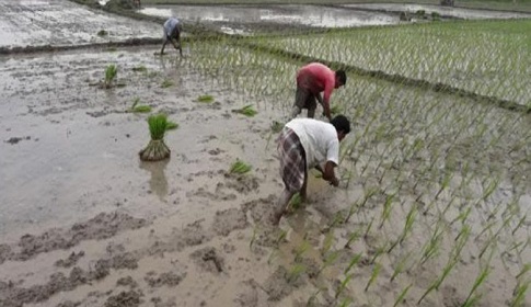 সিলেট জুড়ে বন্যা পরবর্তী ব্যাপক ক্ষতির শিকার আউশ চাষিরা!