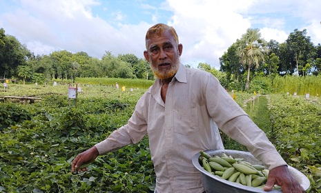 অবসরপ্রাপ্ত শিক্ষক মোঃ মোতাহার হোসেনের পটল চাষ