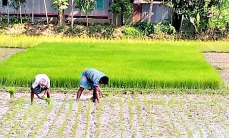 টাঙ্গাইলে সার ও ডিজেলের মূল্য বাড়ায় চাষিরা দিশেহারা