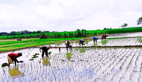 আমন উৎপাদনে ব্যয় বাড়ছে, বিপাকে ঈশ্বরদীর কৃষক
