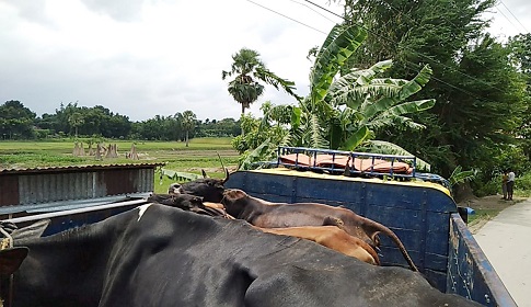 সালথায় ৬টি চোরাই গরু উদ্ধার, আটক ১