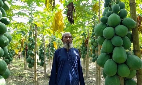 পলাশবাড়ীতে পেঁপে চাষ করে লাখপতি আব্দুস ছামাদ