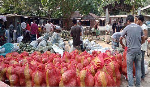 মধুখালীতে কুমড়ার বাম্পার ফলন
