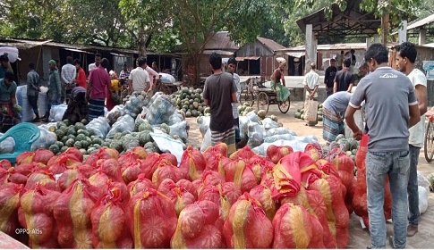 মধুখালীতে কুমড়ার বাম্পার ফলন