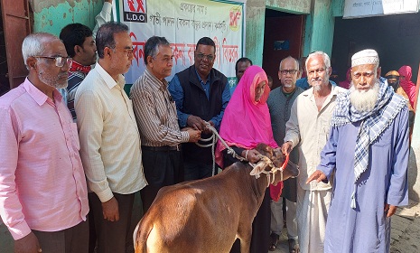 চাটমোহরে দরিদ্রদের মাঝে গরুর বাছুর বিতরণ