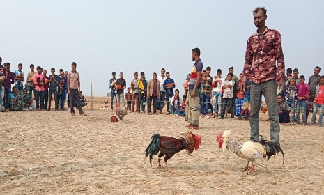শ্যামনগরে মুণ্ডা সম্প্রদায়ের ঐতিহ্যবাহি মোরগ লড়াই
