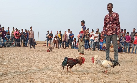 শ্যামনগরে মুণ্ডা সম্প্রদায়ের ঐতিহ্যবাহি মোরগ লড়াই