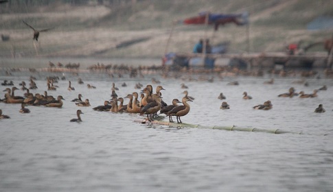 পরিযায়ী পাখির জলকেলিতে মুখরিত আত্রাই নদী 