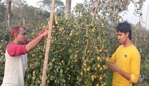 মহম্মদপুরে মিশ্র ফলের চাষ করে সফল শিক্ষক শরাফাতুল আলম 